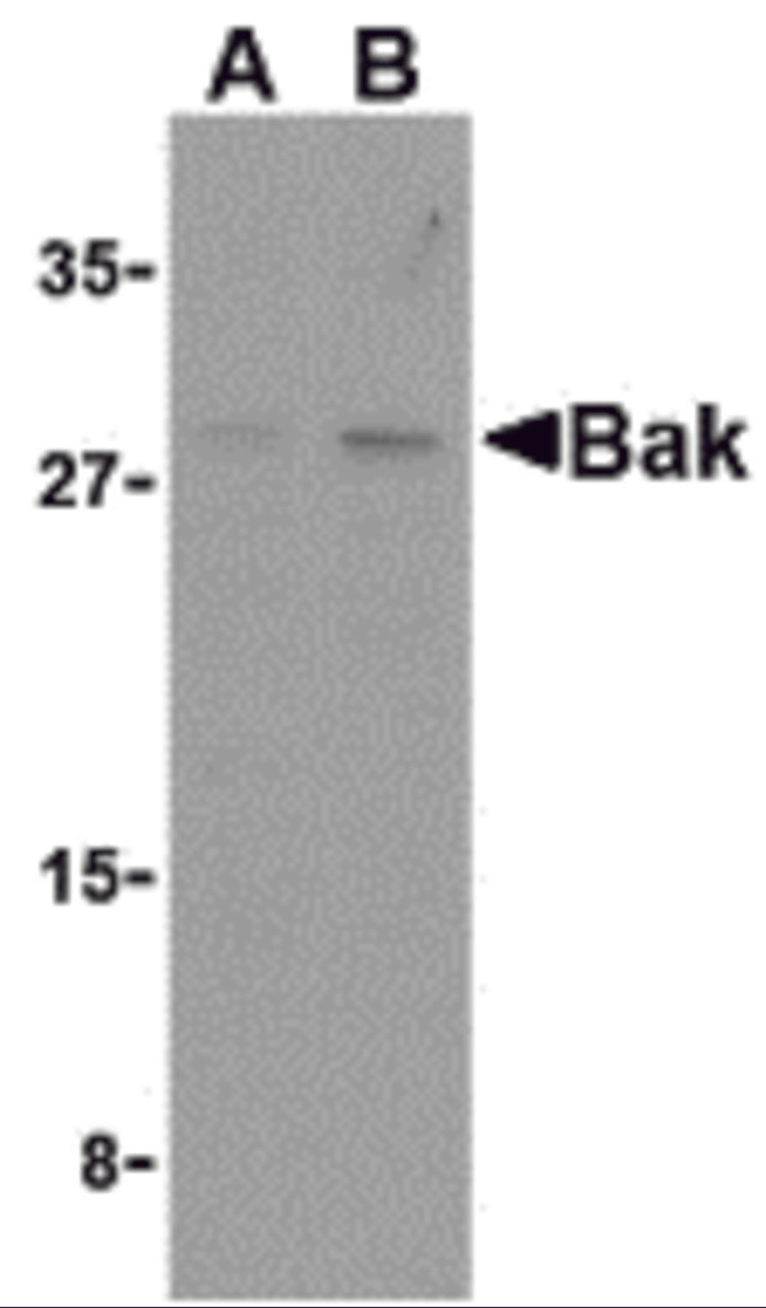 Western blot analysis of Bak in L1210 cell lysates with Bak antibody at (A) 1 and (B) 2 &#956;g/mL. 