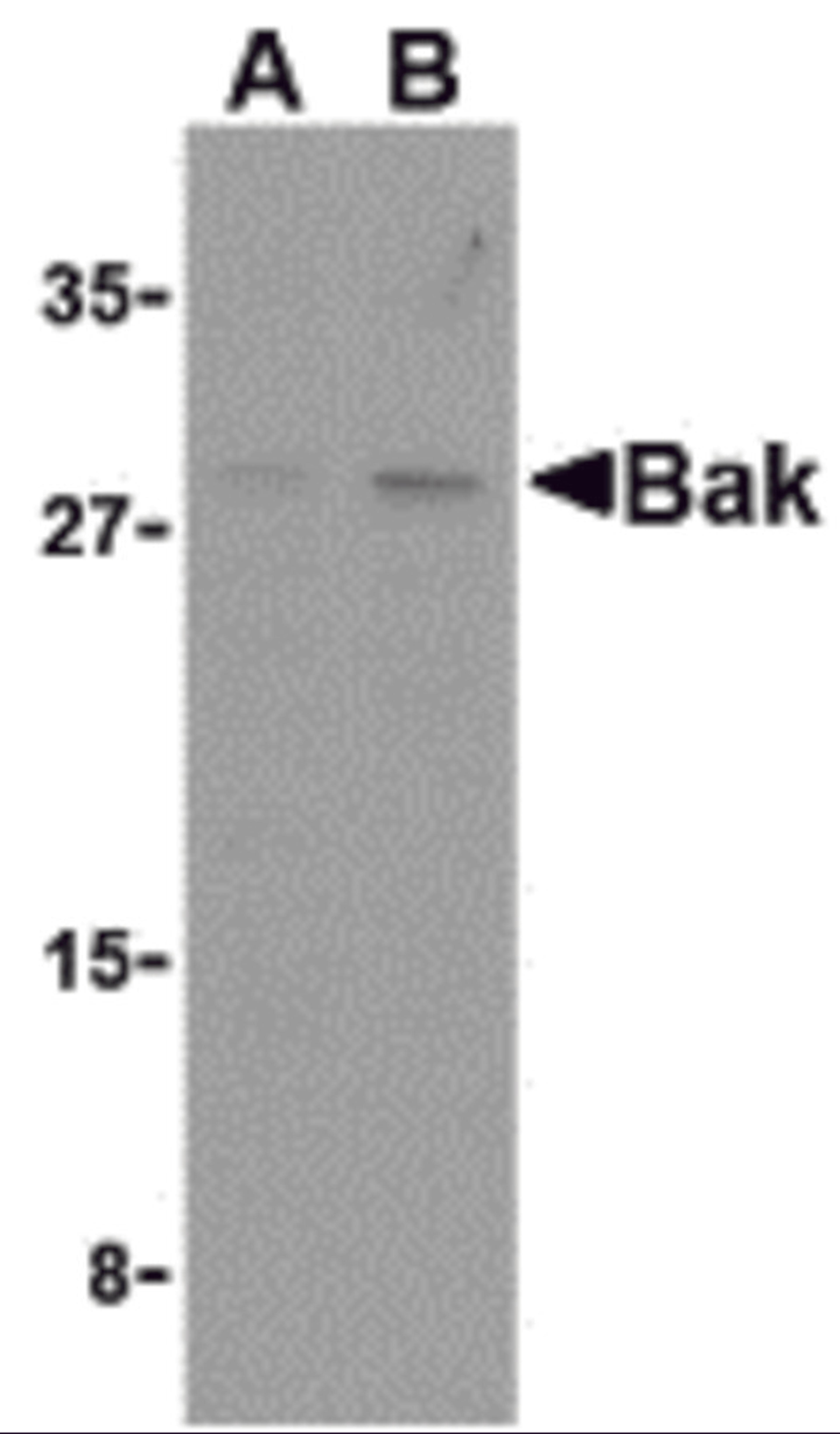 Western blot analysis of Bak in L1210 cell lysates with Bak antibody at (A) 1 and (B) 2 &#956;g/mL. 