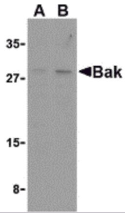 Western blot analysis of Bak in L1210 cell lysates with Bak antibody at (A) 1 and (B) 2 μg/mL.