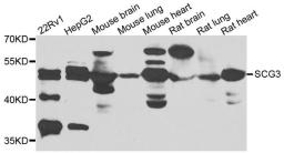 Western blot analysis of extracts of various cells using SCG3 antibody