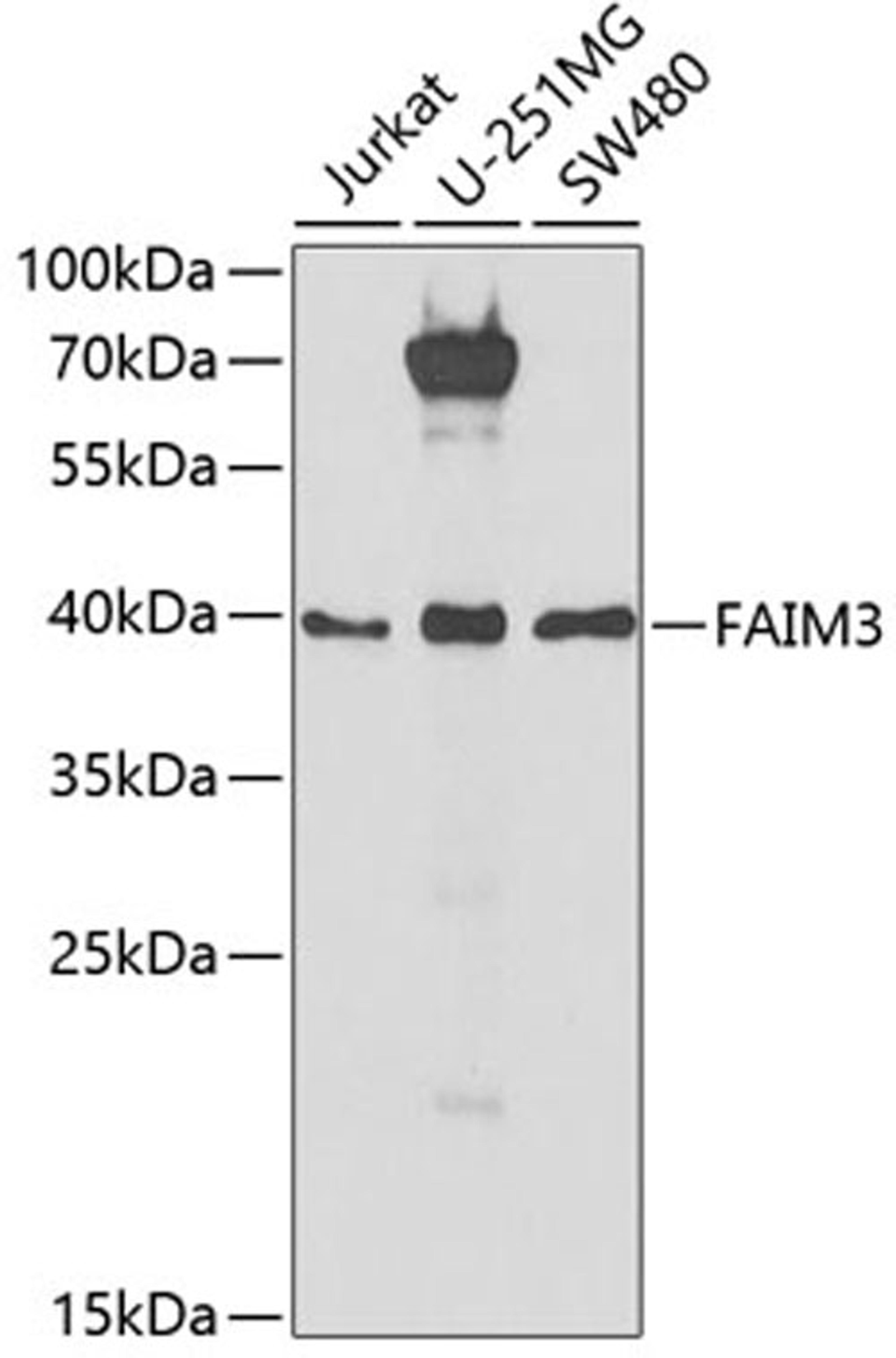 Western blot - FAIM3 antibody (A6320)