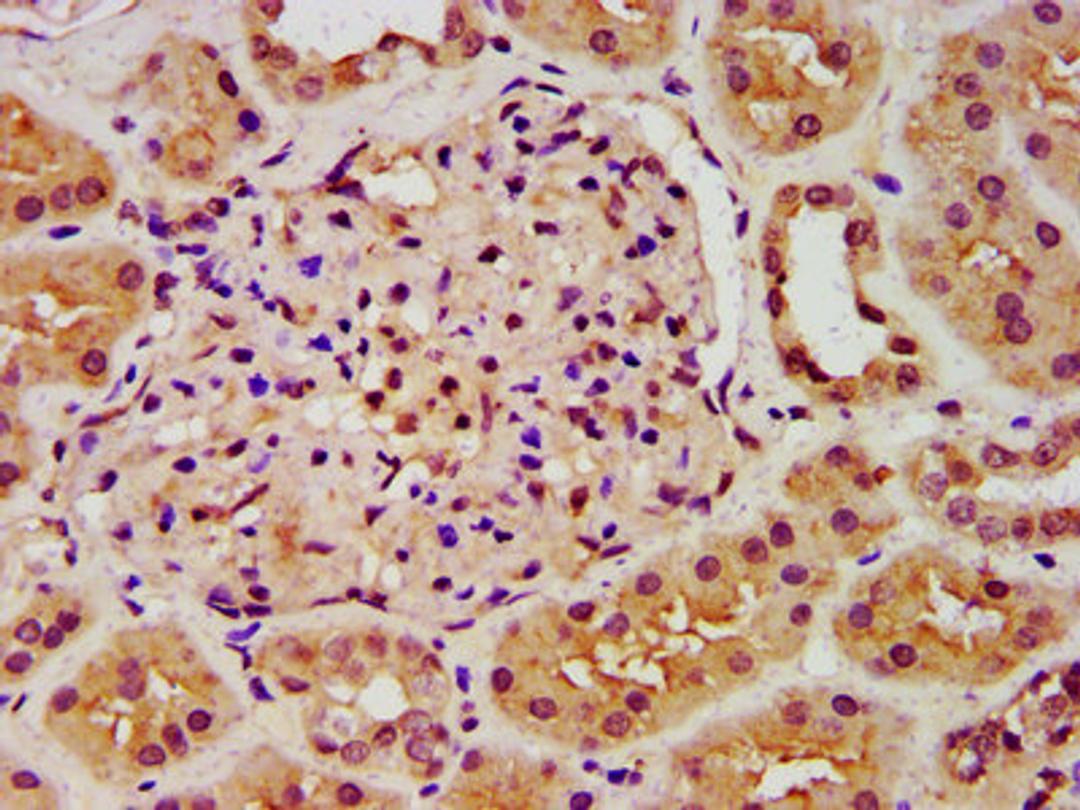 IHC image of CSB-PA619642LA01HU diluted at 1:300 and staining in paraffin-embedded human kidney tissue performed on a Leica BondTM system. After dewaxing and hydration, antigen retrieval was mediated by high pressure in a citrate buffer (pH 6.0). Section was blocked with 10% normal goat serum 30min at RT. Then primary antibody (1% BSA) was incubated at 4&deg;C overnight. The primary is detected by a biotinylated secondary antibody and visualized using an HRP conjugated SP system.