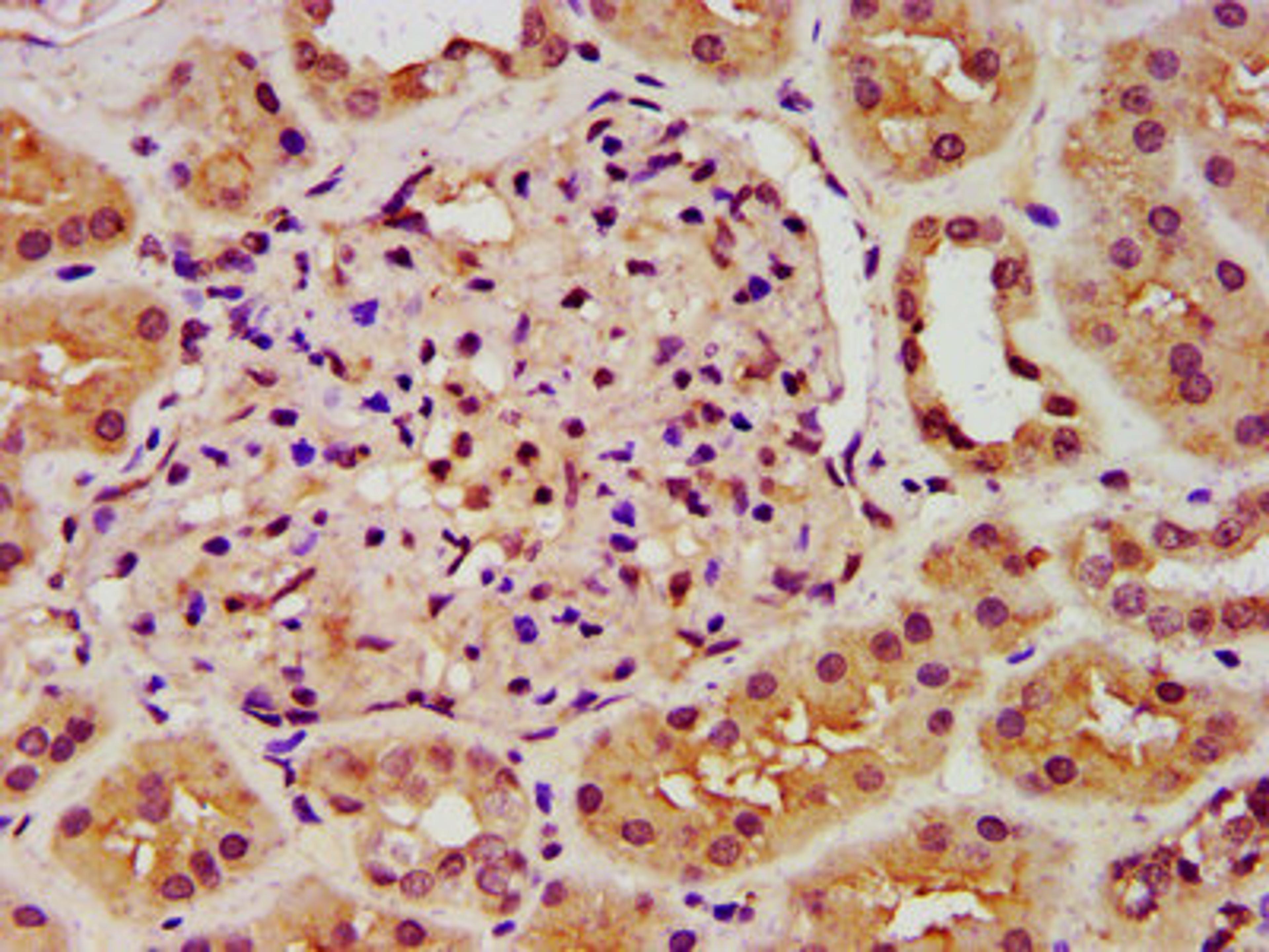 IHC image of CSB-PA619642LA01HU diluted at 1:300 and staining in paraffin-embedded human kidney tissue performed on a Leica BondTM system. After dewaxing and hydration, antigen retrieval was mediated by high pressure in a citrate buffer (pH 6.0). Section was blocked with 10% normal goat serum 30min at RT. Then primary antibody (1% BSA) was incubated at 4&deg;C overnight. The primary is detected by a biotinylated secondary antibody and visualized using an HRP conjugated SP system.
