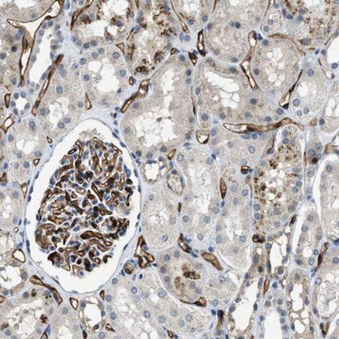 Immunohistochemistry-Paraffin: SLCO2A1 Antibody [NBP2-13349] - Staining of human kidney shows strong positivity in blood vessels.