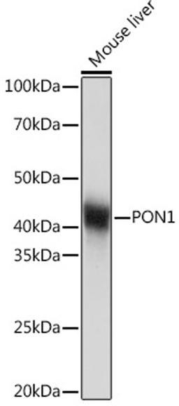 Western blot - PON1 Rabbit mAb (A3441)