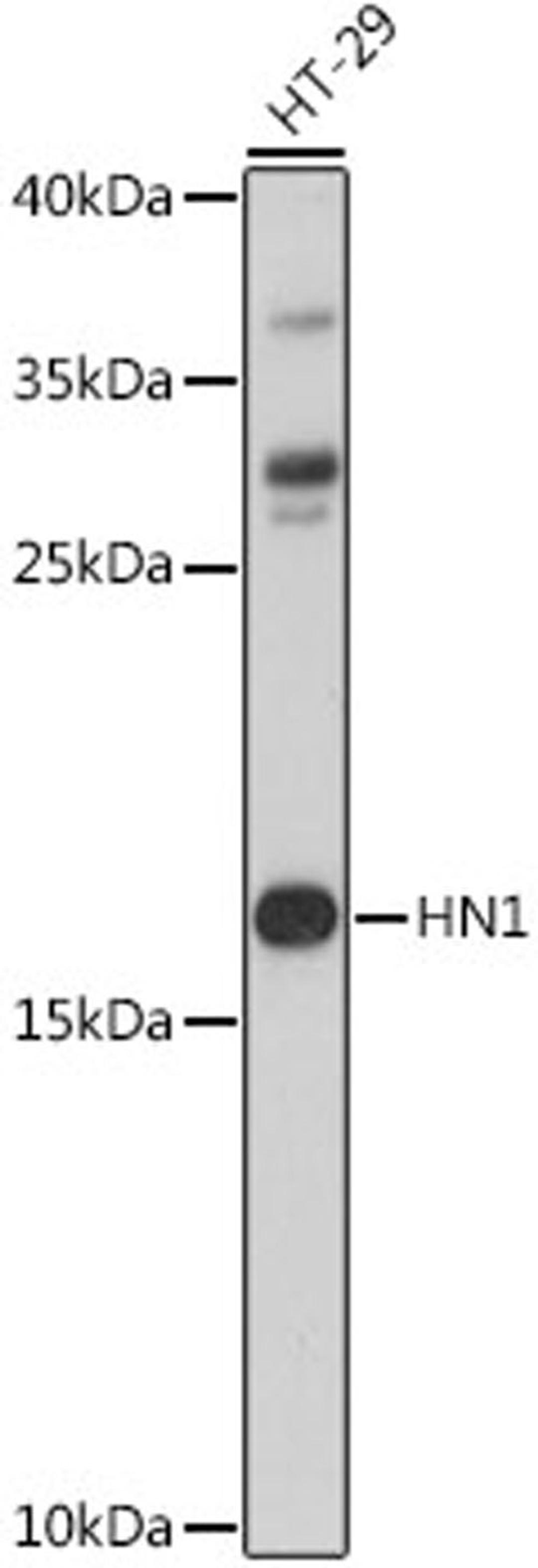 Western blot - HN1 antibody (A16123)