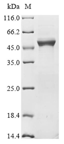 (Tris-Glycine gel) Discontinuous SDS-PAGE (reduced) with 5% enrichment gel and 15% separation gel.