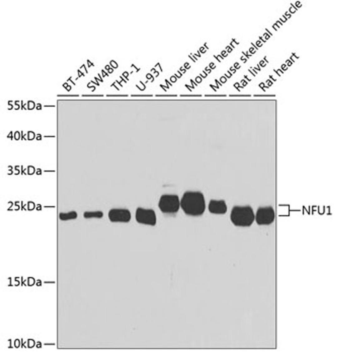 Western blot - NFU1 antibody (A7097)