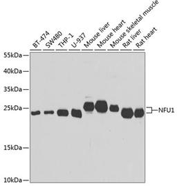 Western blot - NFU1 antibody (A7097)