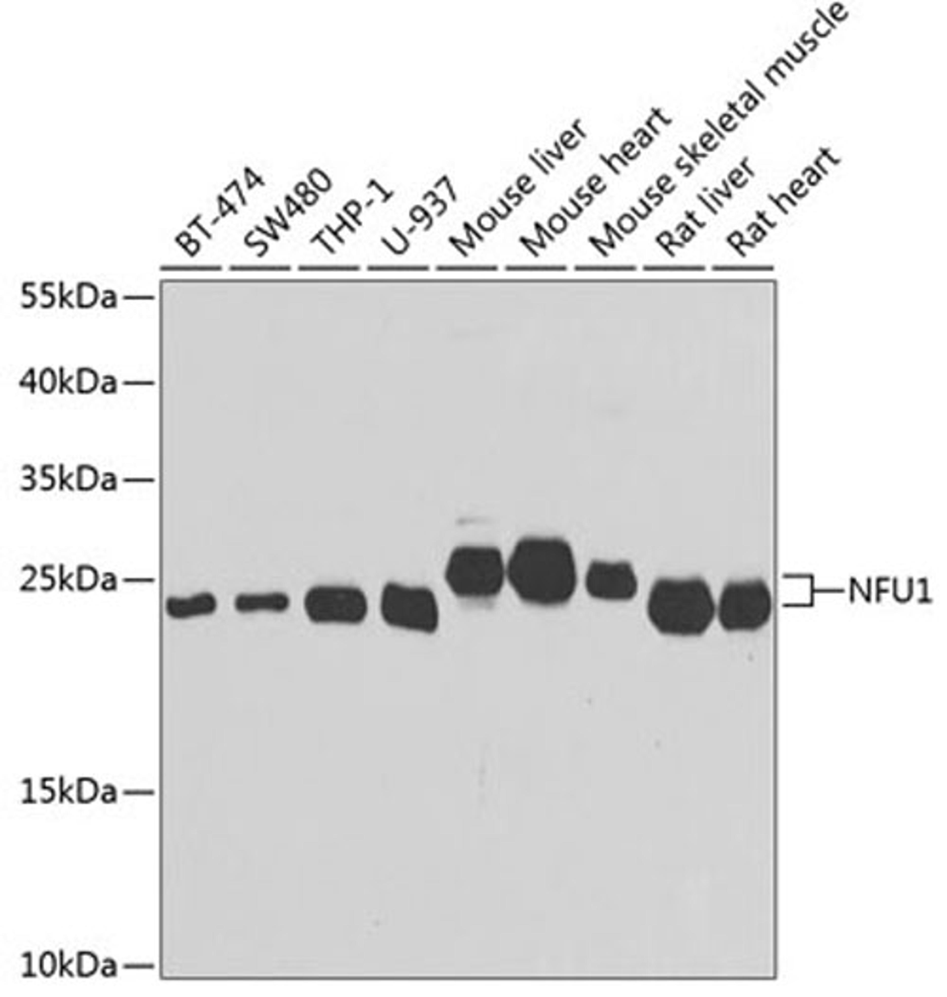 Western blot - NFU1 antibody (A7097)