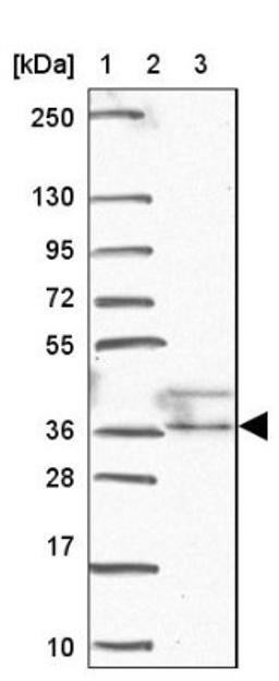 Western Blot: RALYL Antibody [NBP2-33768] - Lane 1: Marker [kDa] 250, 130, 95, 72, 55, 36, 28, 17, 10<br/>Lane 2: Human cell line RT-4<br/>Lane 3: Human cell line U-251MG sp