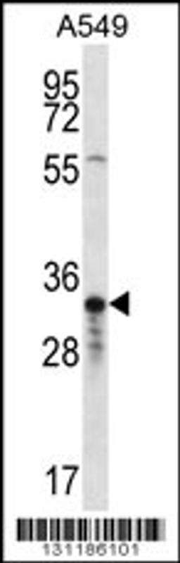 Western blot analysis in A549 cell line lysates (35ug/lane).