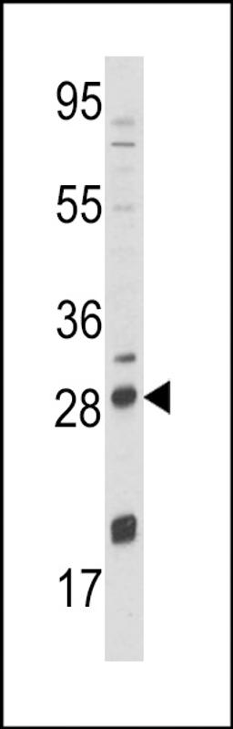 Western blot analysis of NGFB Antibody in NCI-H460 cell line lysates (35ug/lane)