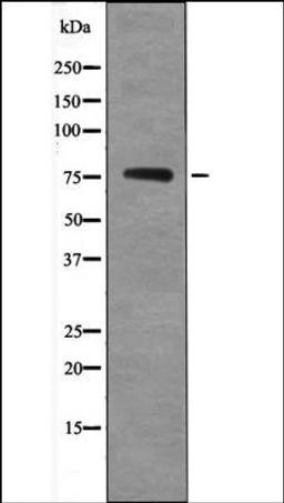 Western blot analysis of NIH-3T3 whole cell lysates using Tau -Phospho-Ser717/400- antibody