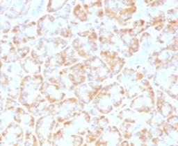 IHC testing of FFPE human pancreas with VLDLR antibody (clone VLPR-1).