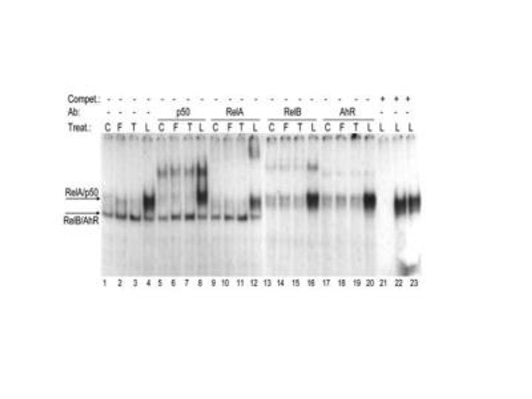 Gel Super Shift Assays: AHR Antibody [NB100-128] - EMSA validation of AHR antibody on U937 cells nuclear protein. Image submitted by verified customer - see review for protocol details.