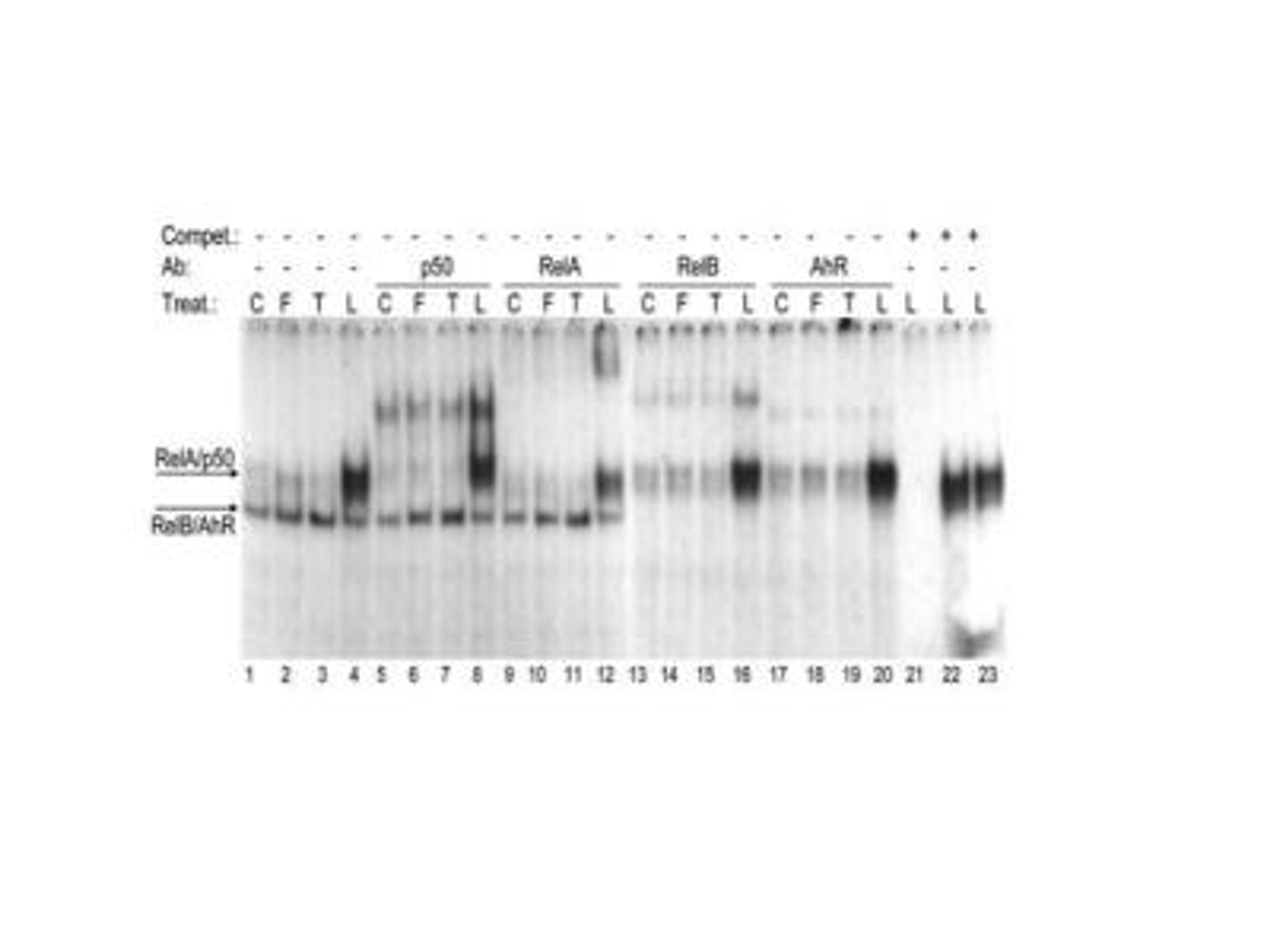 Gel Super Shift Assays: AHR Antibody [NB100-128] - EMSA validation of AHR antibody on U937 cells nuclear protein. Image submitted by verified customer - see review for protocol details.