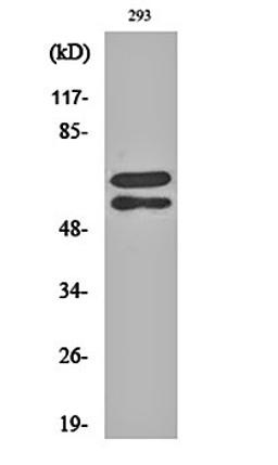 Western blot analysis of 293 cell lysates using Lyn (phospho-Y508) antibody