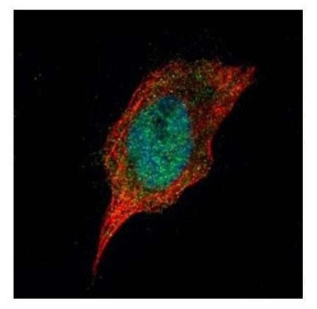 Immunocytochemistry/Immunofluorescence: Casein Kinase 1 delta Antibody [NBP2-15708] - Confocal immunofluorescence analysis of paraformaldehyde-fixed HeLa, using Casein Kinase 1 delta antibody (Green) at 1:500 dilution. Alpha-tubulin filaments are labeled with Alpha-tubulin antibody (Red) at 1:2000.