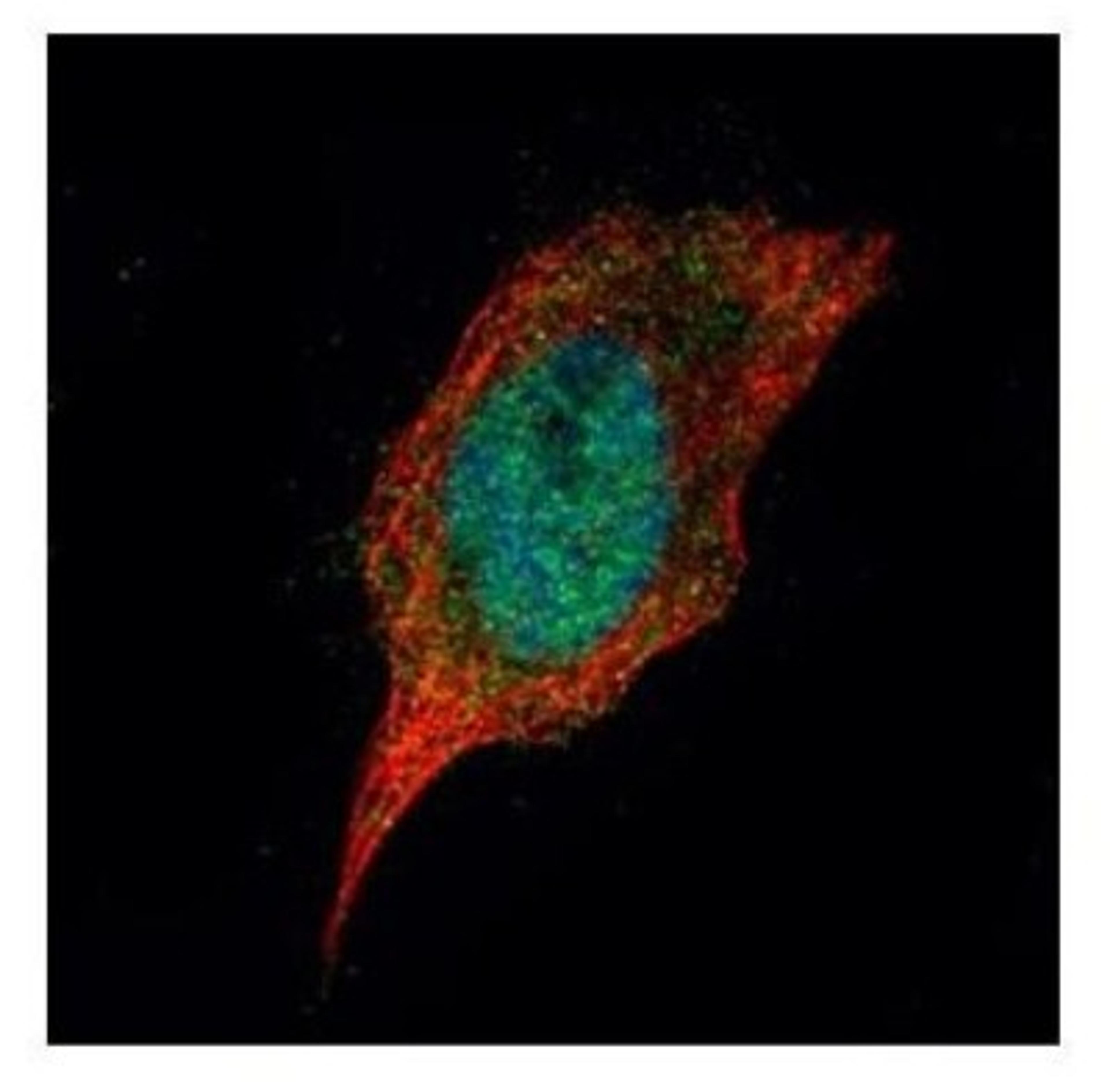 Immunocytochemistry/Immunofluorescence: Casein Kinase 1 delta Antibody [NBP2-15708] - Confocal immunofluorescence analysis of paraformaldehyde-fixed HeLa, using Casein Kinase 1 delta antibody (Green) at 1:500 dilution. Alpha-tubulin filaments are labeled with Alpha-tubulin antibody (Red) at 1:2000.