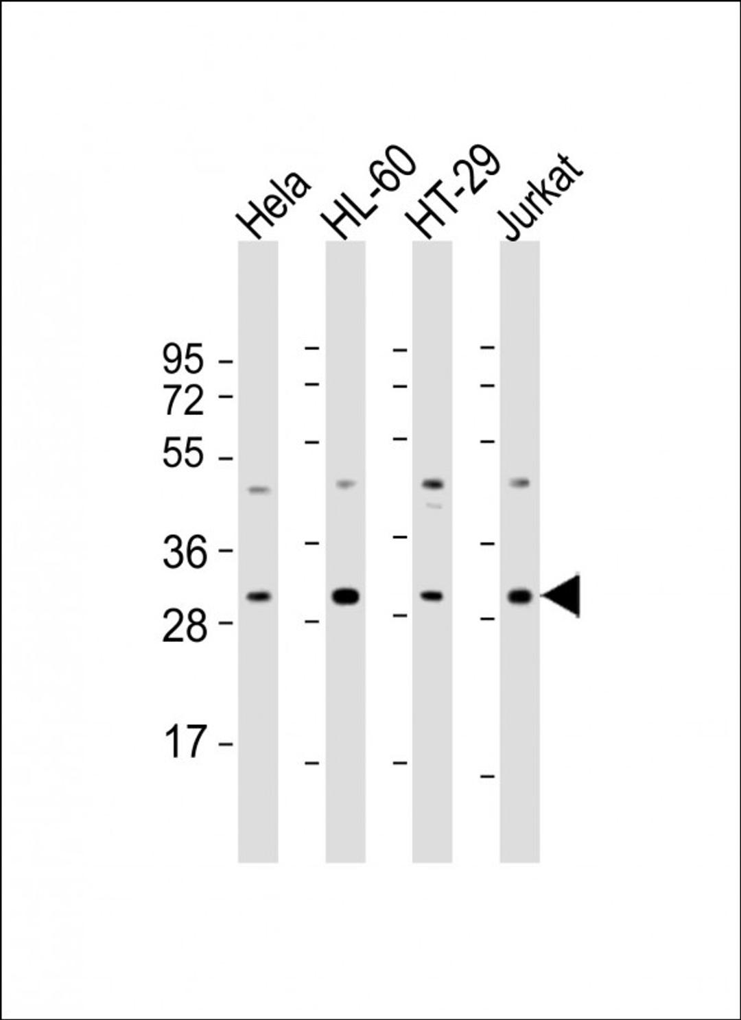 Western Blot at 1:2000 dilution Lane 1: Hela whole cell lysate Lane 2: HL-60 whole cell lysate Lane 3: HT-29 whole cell lysate Lane 4: Jurkat whole cell lysate Lysates/proteins at 20 ug per lane.