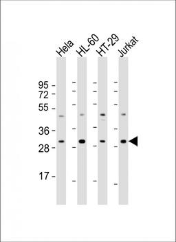 Western Blot at 1:2000 dilution Lane 1: Hela whole cell lysate Lane 2: HL-60 whole cell lysate Lane 3: HT-29 whole cell lysate Lane 4: Jurkat whole cell lysate Lysates/proteins at 20 ug per lane.