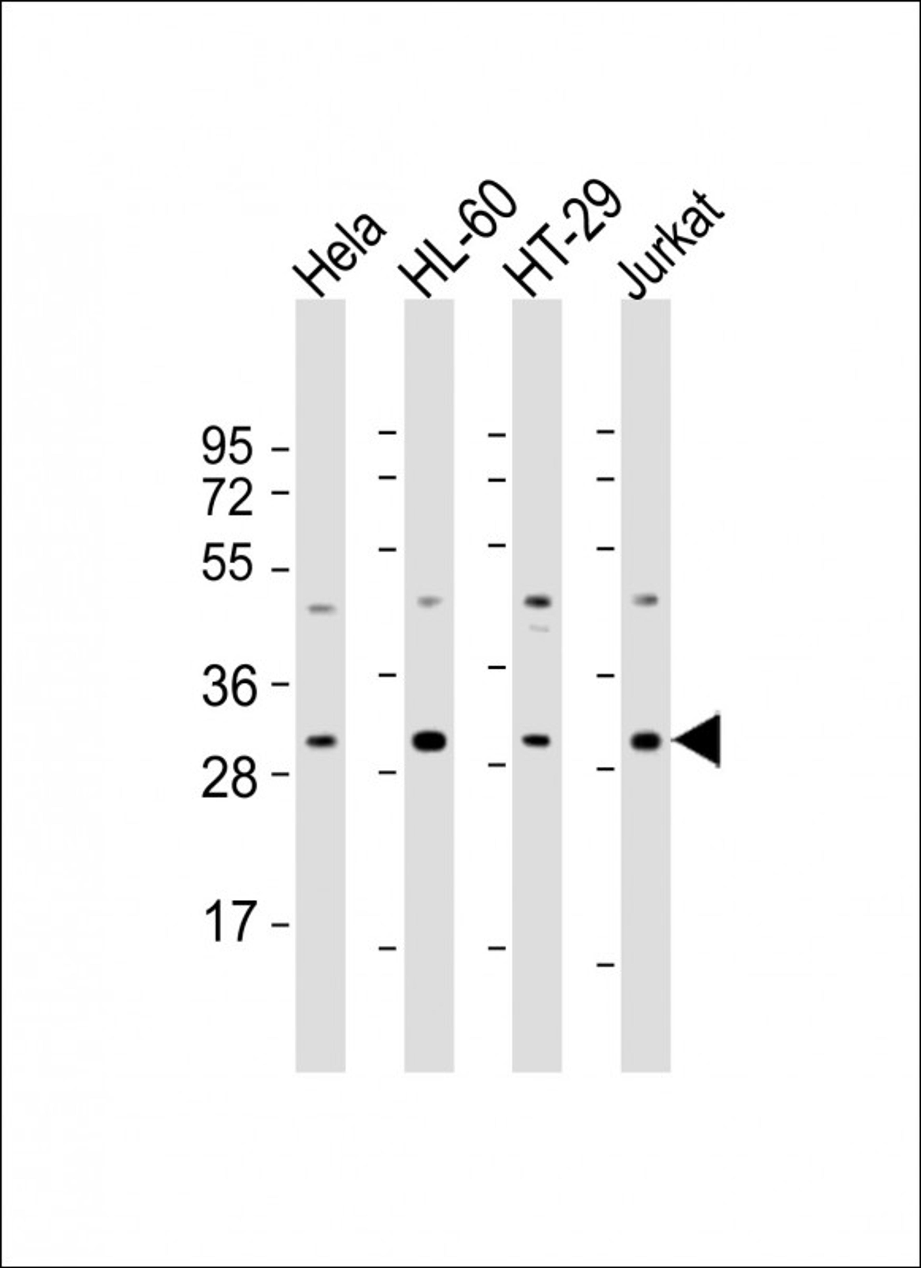 Western Blot at 1:2000 dilution Lane 1: Hela whole cell lysate Lane 2: HL-60 whole cell lysate Lane 3: HT-29 whole cell lysate Lane 4: Jurkat whole cell lysate Lysates/proteins at 20 ug per lane.