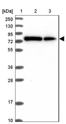 Western Blot: DYNC1I2 Antibody [NBP2-38469] - Lane 1: Marker [kDa] 250, 130, 95, 72, 55, 36, 28, 17, 10<br/>Lane 2: RT-4<br/>Lane 3: U-251 MG