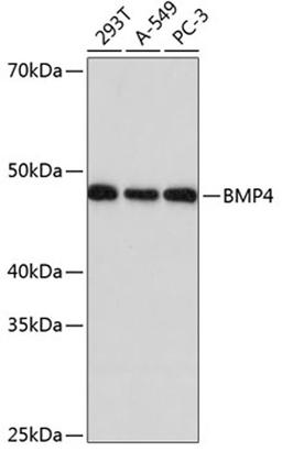 Western blot - BMP4 Rabbit mAb (A11405)