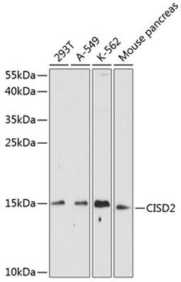 Western blot - CISD2 antibody (A14168)