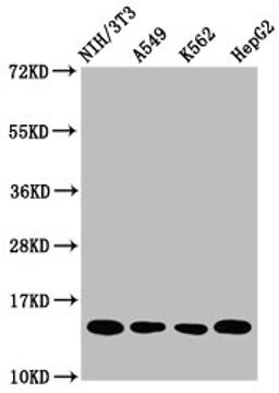 Western Blot. Positive WB detected in: NIH/3T3 whole cell lysate, A549 whole cell lysate, K562 whole cell lysate, HepG2 whole cell lysate. All lanes: HIST1H2AG antibody at 1µg/ml. Secondary. Goat polyclonal to rabbit IgG at 1/50000 dilution. Predicted band size: 15 kDa. Observed band size: 15 kDa