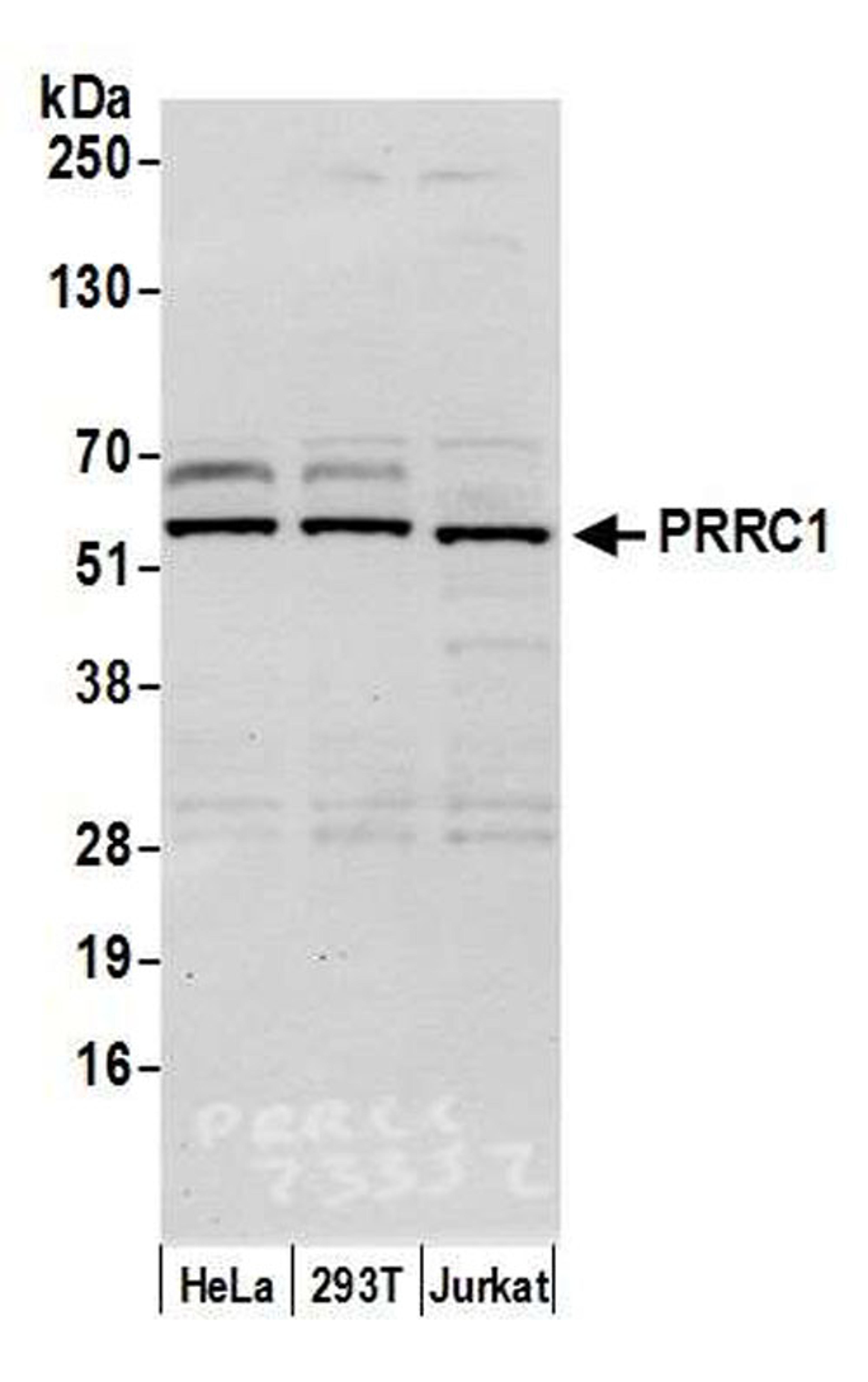 Detection of human PRRC1 by WB.