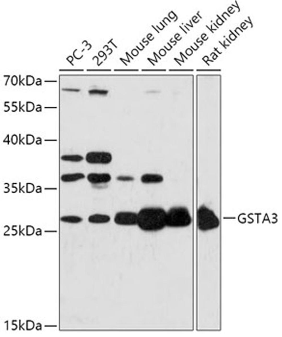 Western blot - GSTA3 antibody (A17491)