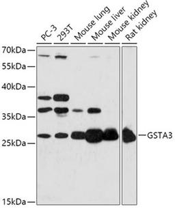 Western blot - GSTA3 antibody (A17491)