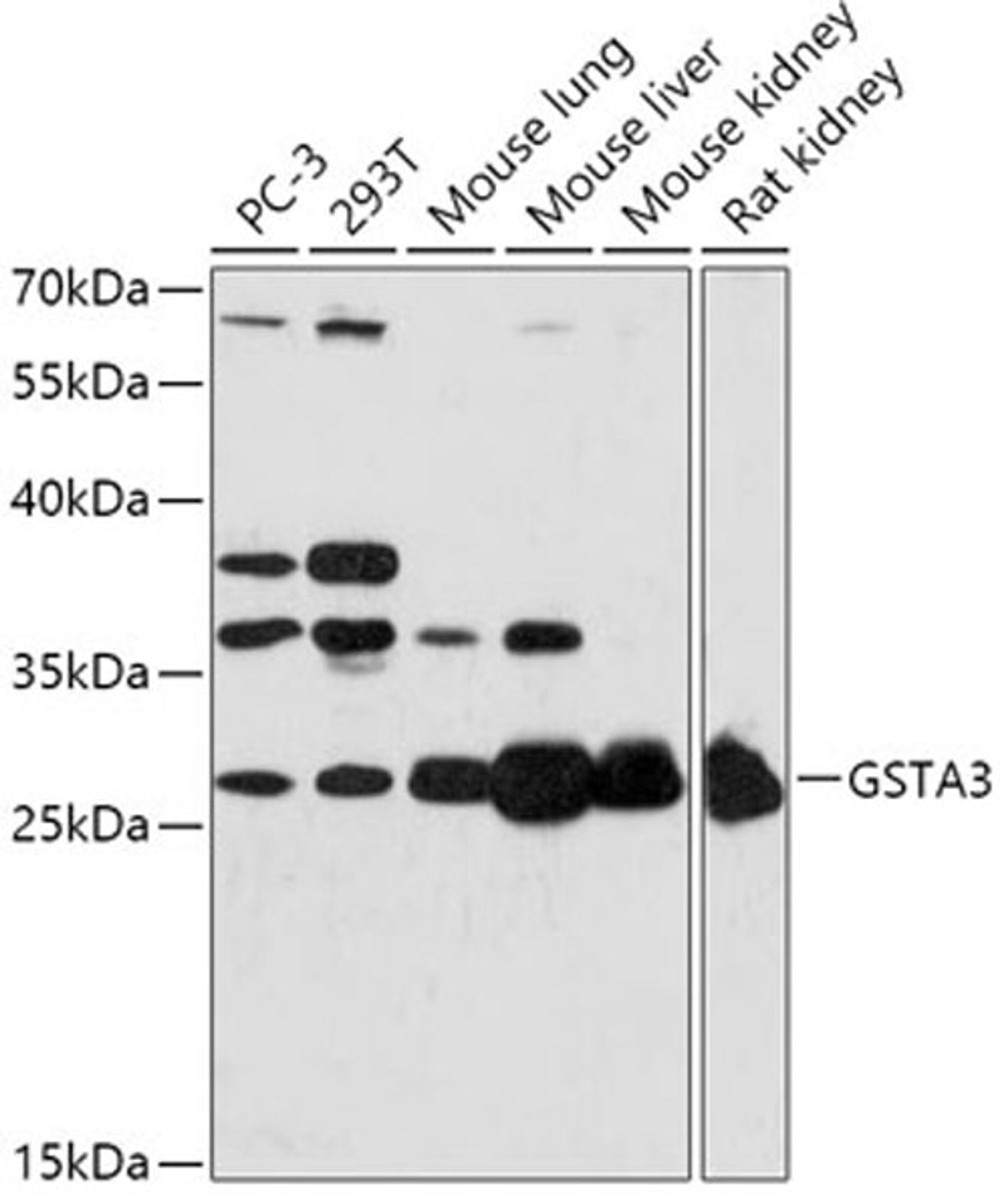 Western blot - GSTA3 antibody (A17491)