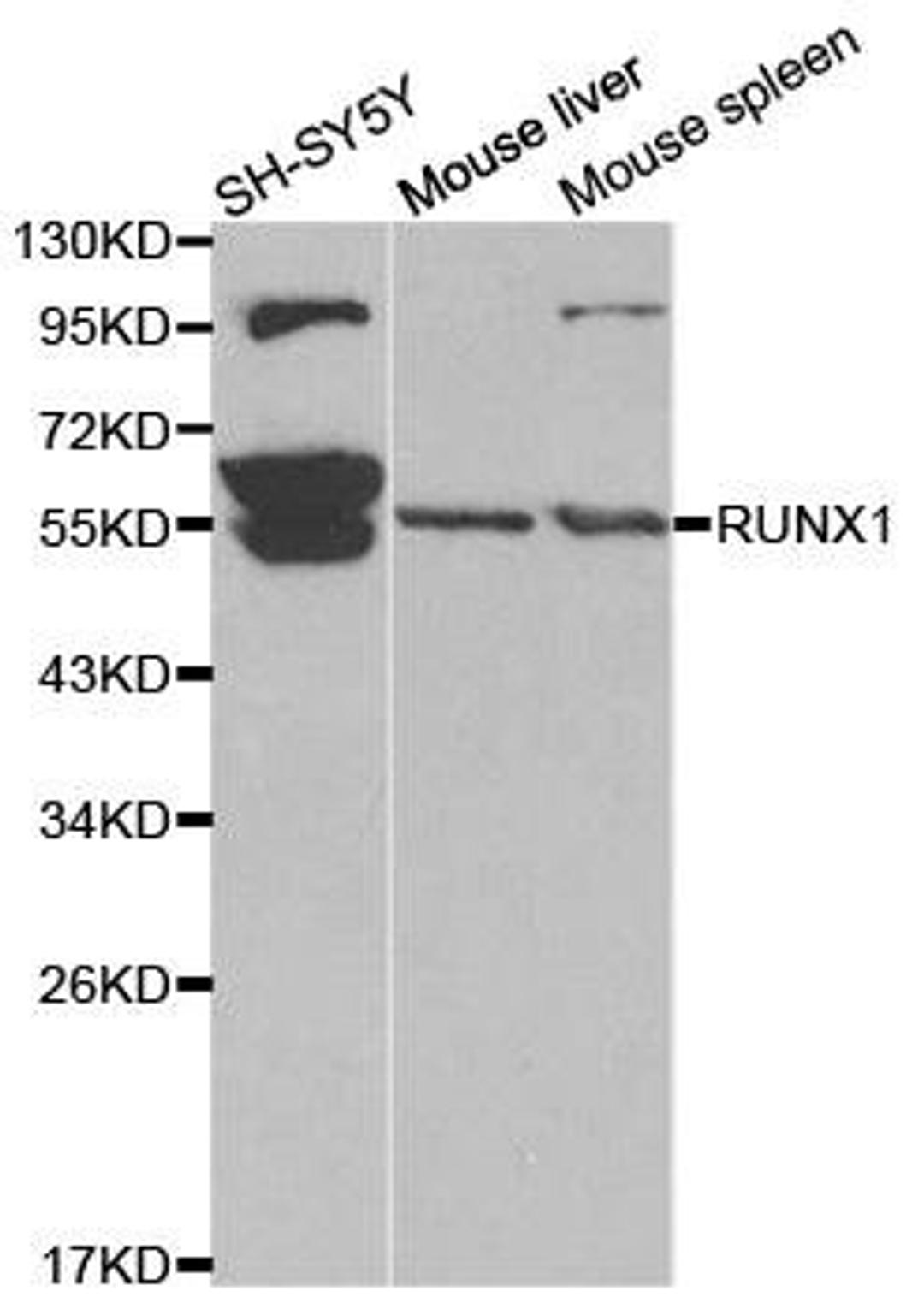 Western blot analysis of extracts of various cell lines using RUNX1 antibody