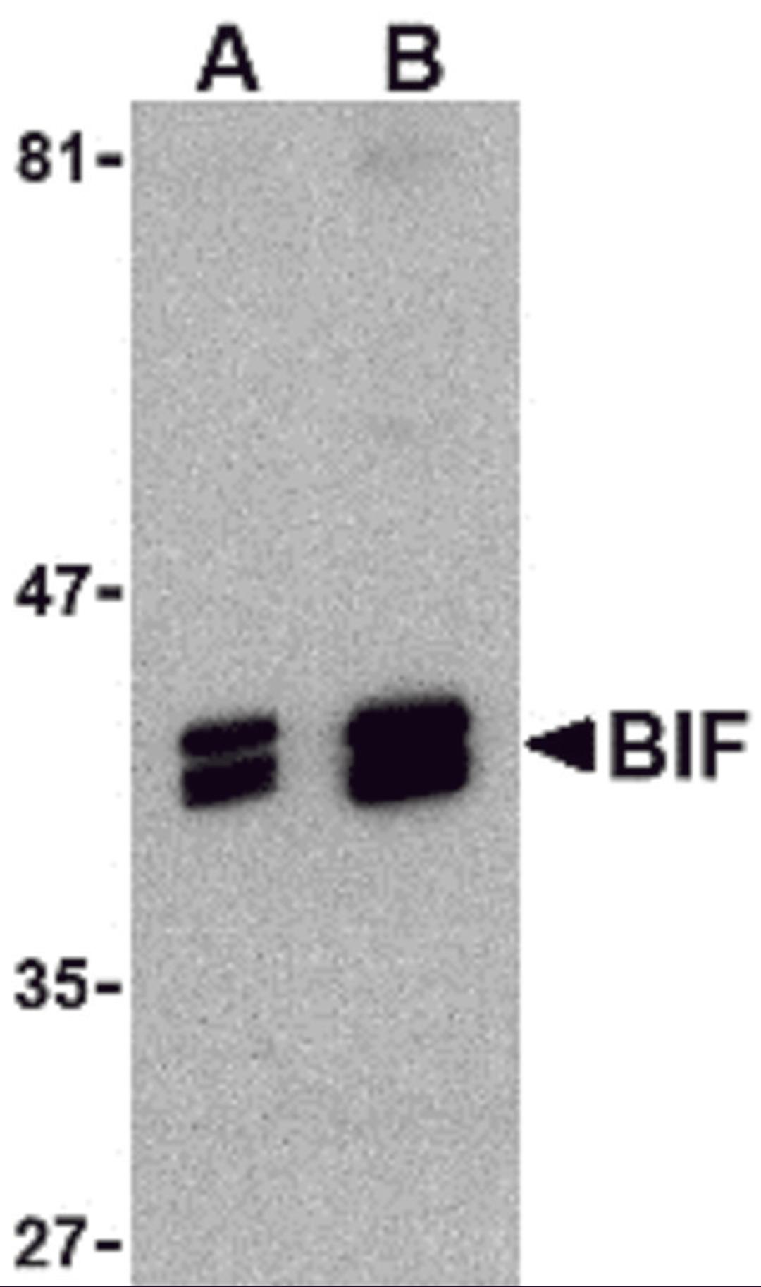 Western blot analysis of BIF in HeLa cell lysate with BIF antibody at (A) 1 and (B) 2 μg/mL.