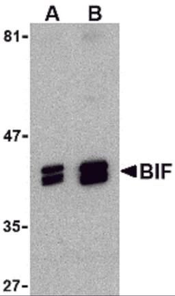 Western blot analysis of BIF in HeLa cell lysate with BIF antibody at (A) 1 and (B) 2 μg/mL.