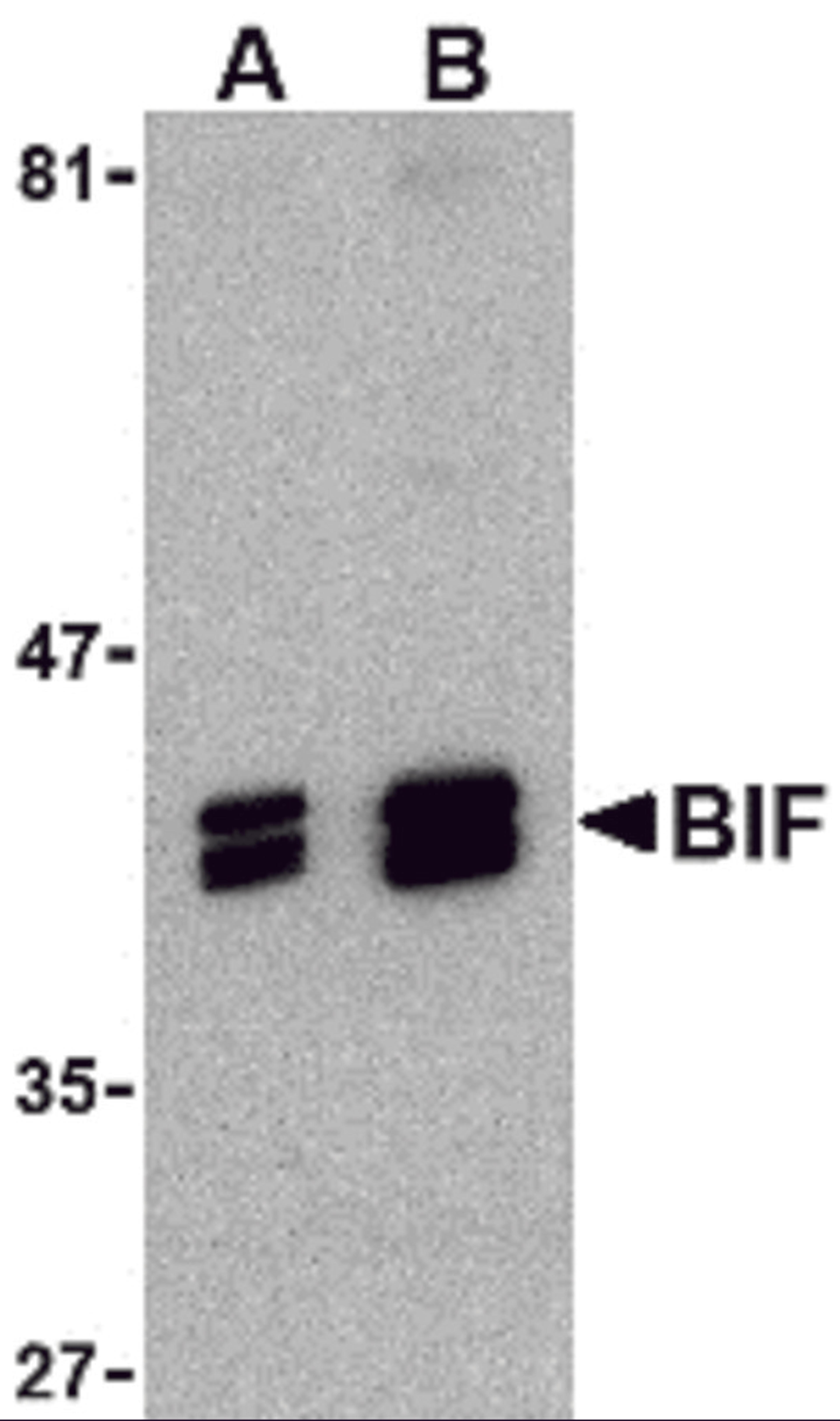 Western blot analysis of BIF in HeLa cell lysate with BIF antibody at (A) 1 and (B) 2 μg/mL.