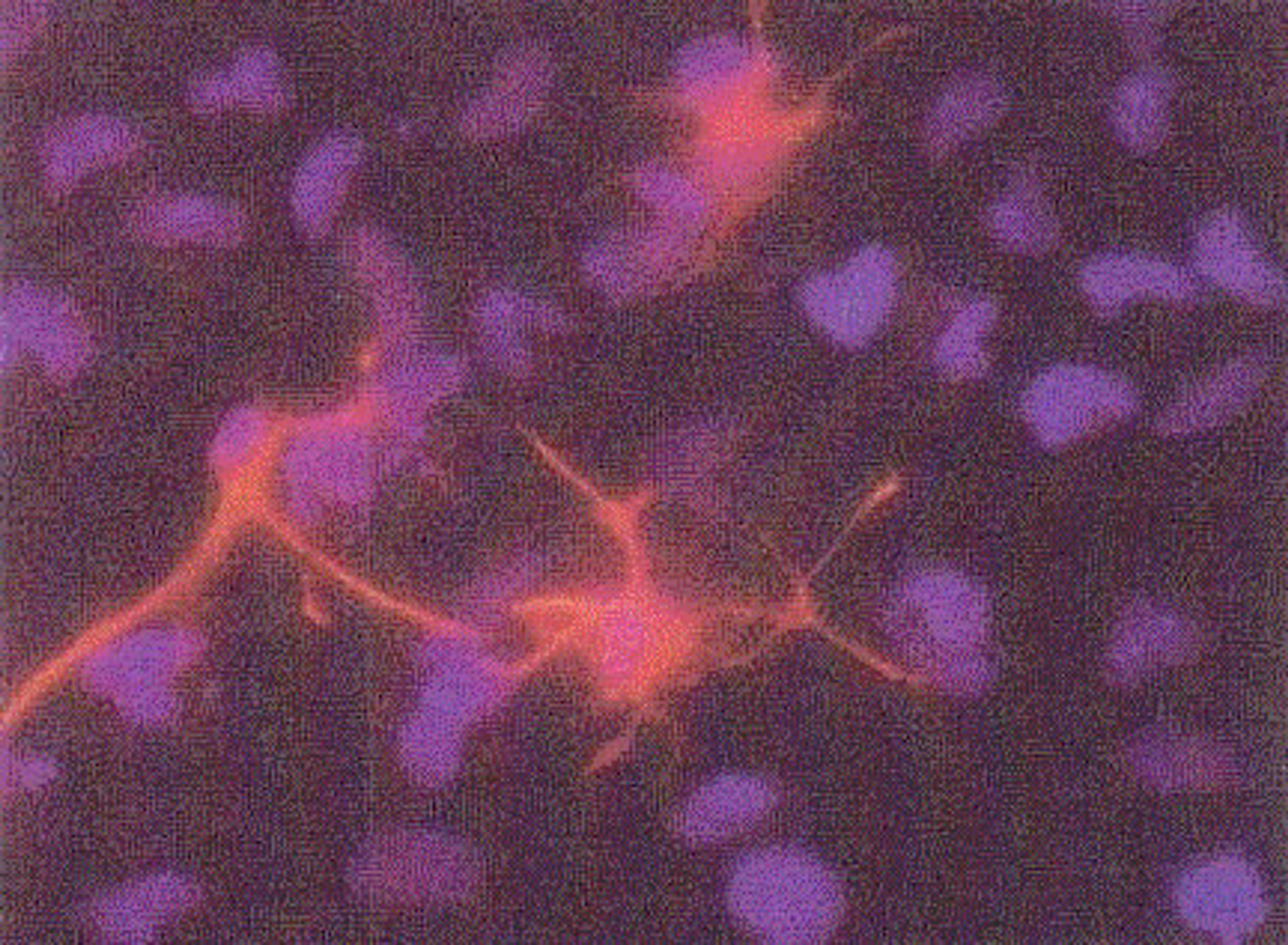 Anti-GFAP Immunostaining of astrocytes in rat neural progenitor cell culture. XG-6155 with anti-rabbit IgG Cy3 (red) and DAPI (blue) were used.