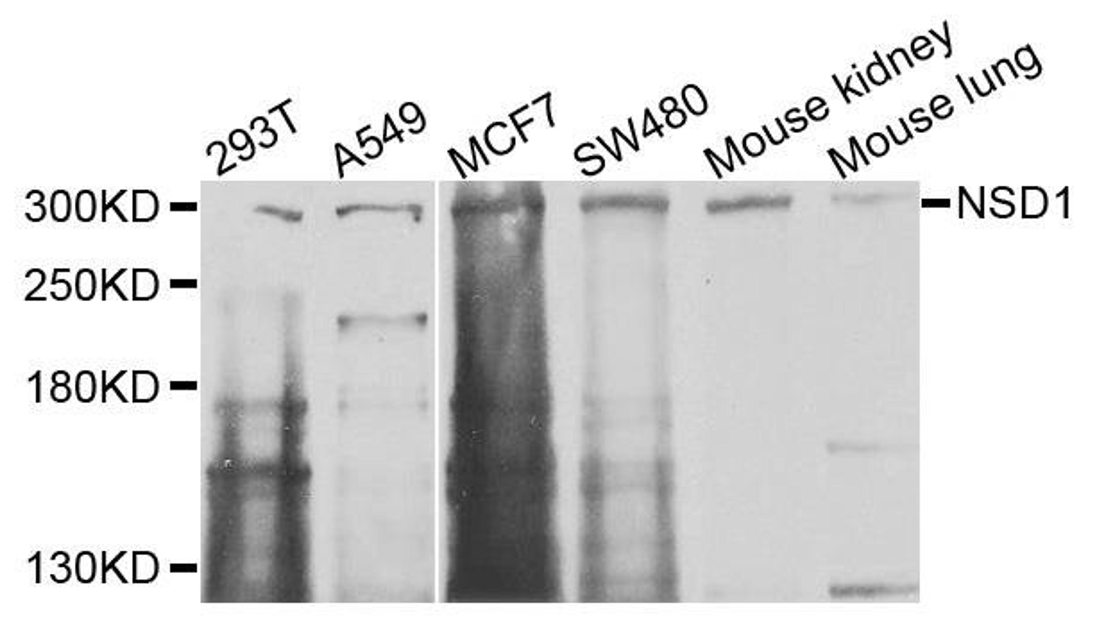 Western blot analysis of extracts of various cells using NSD1 antibody