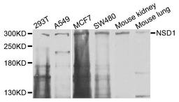Western blot analysis of extracts of various cells using NSD1 antibody