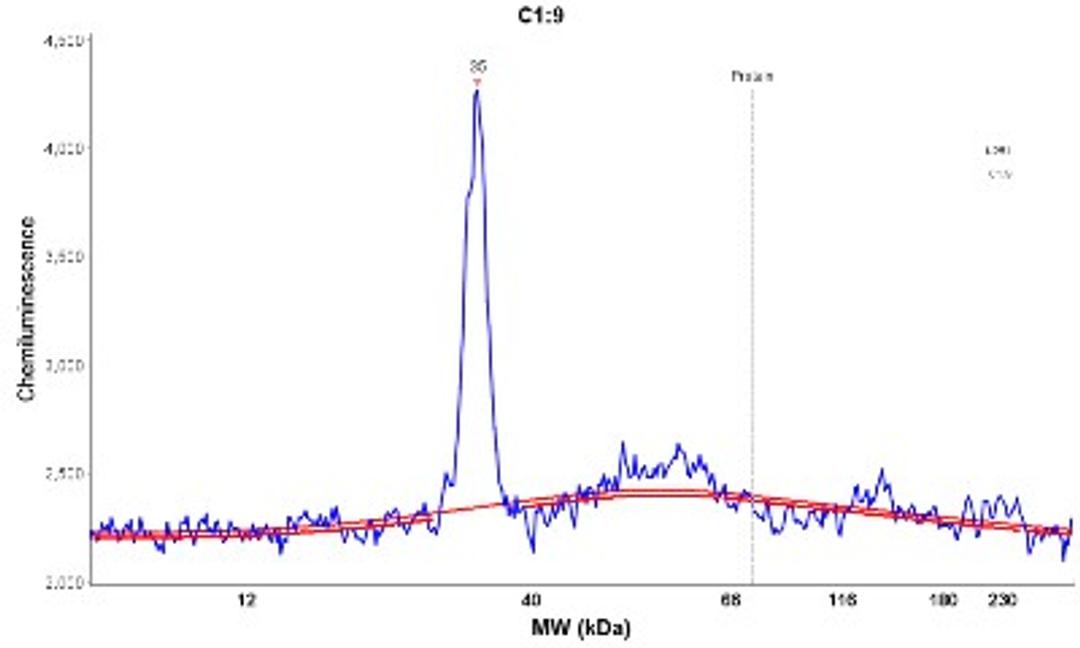 Simple Western: PSMC3IP Antibody [NBP1-92301] - Electropherogram image(s) of corresponding Simple Western lane view. PSMC3IP antibody was used at 1:20 dilution on RT-4 and U-251MG lysate(s).