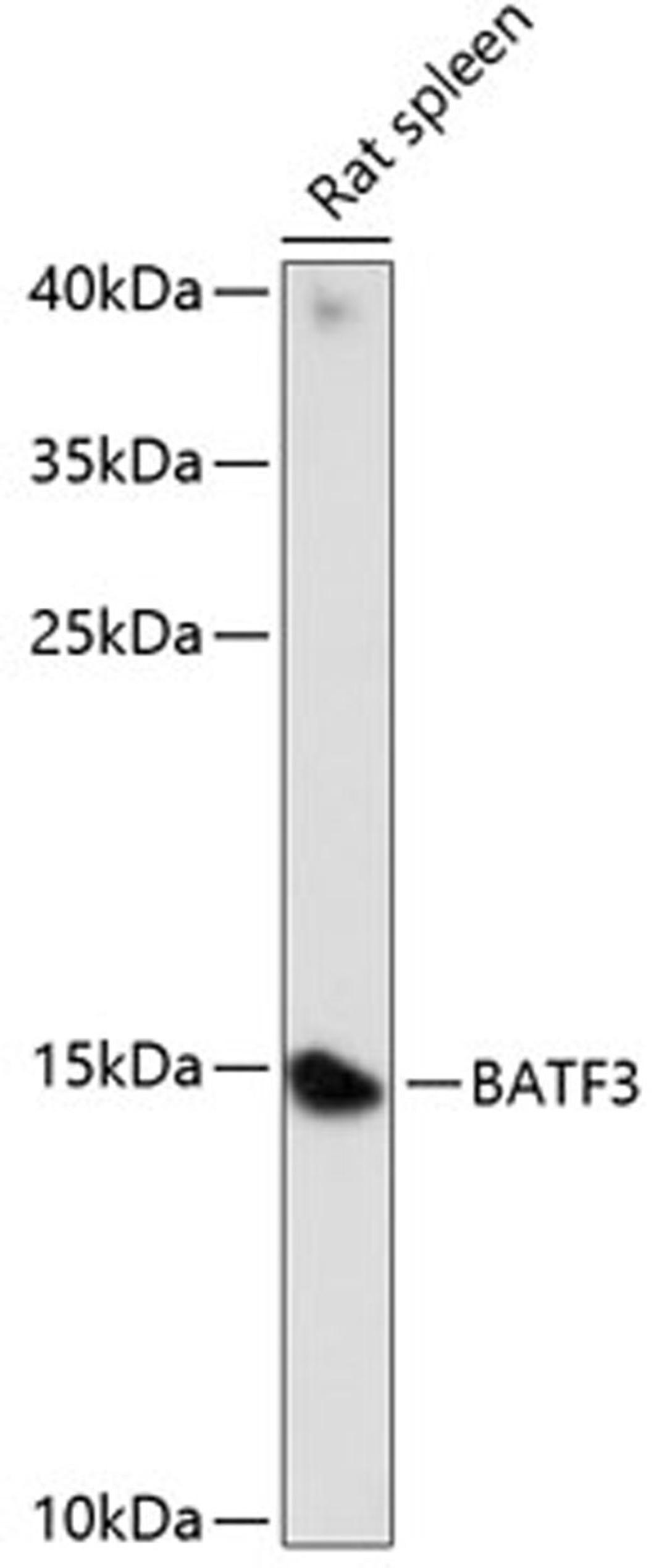 Western blot - BATF3 antibody (A14906)