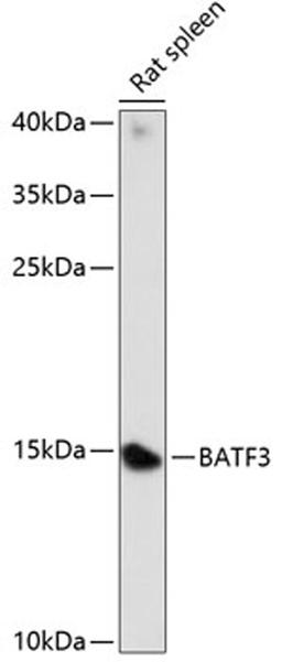 Western blot - BATF3 antibody (A14906)