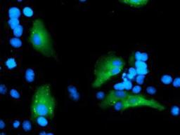 Immunocytochemistry/Immunofluorescence: Myeloid leukemia factor 1 Antibody (3A3) [NBP2-02052] Staining of COS7 cells transiently transfected by pCMV6-ENTRY Myeloid leukemia factor 1.