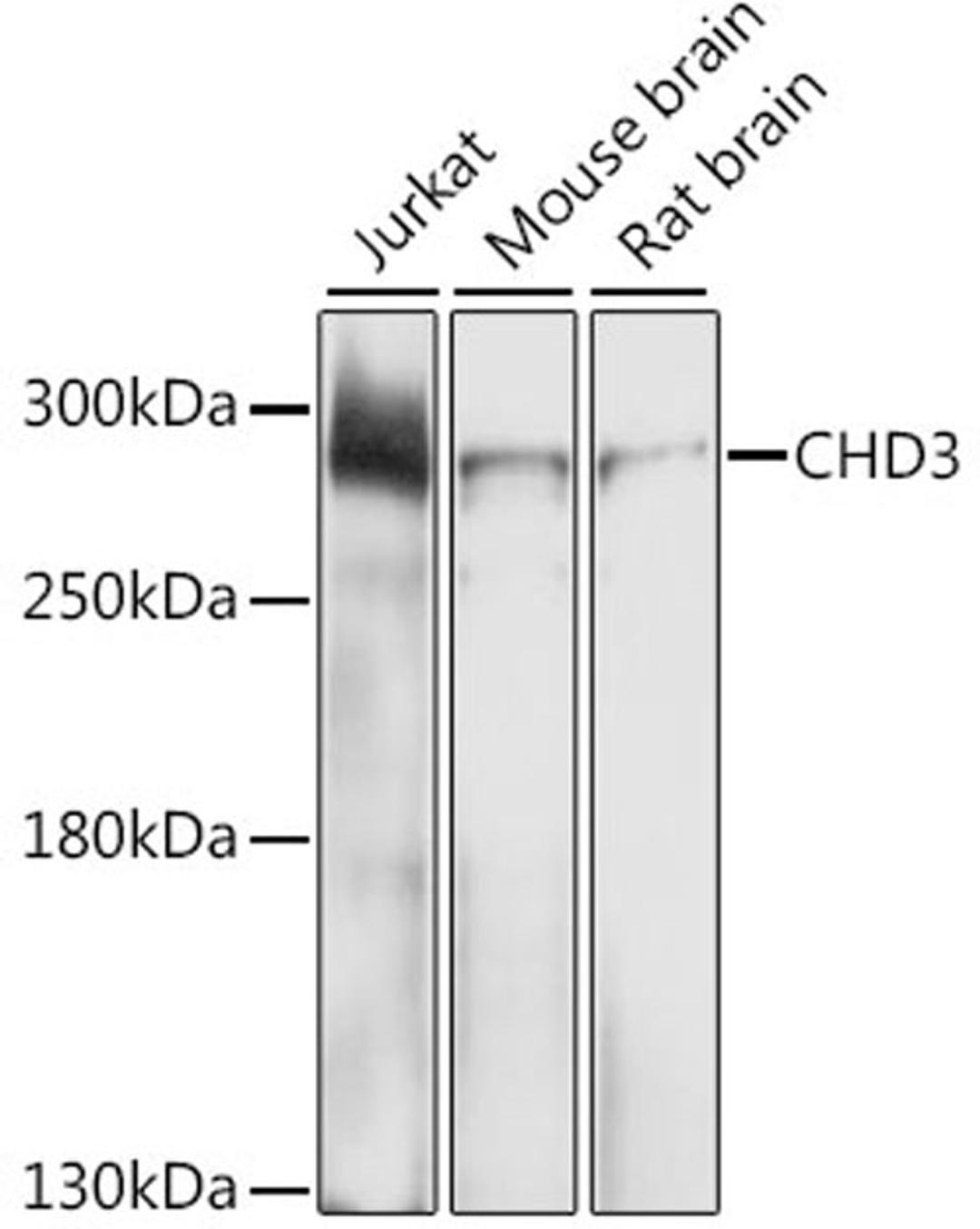 Western blot - CHD3 antibody (A2221)