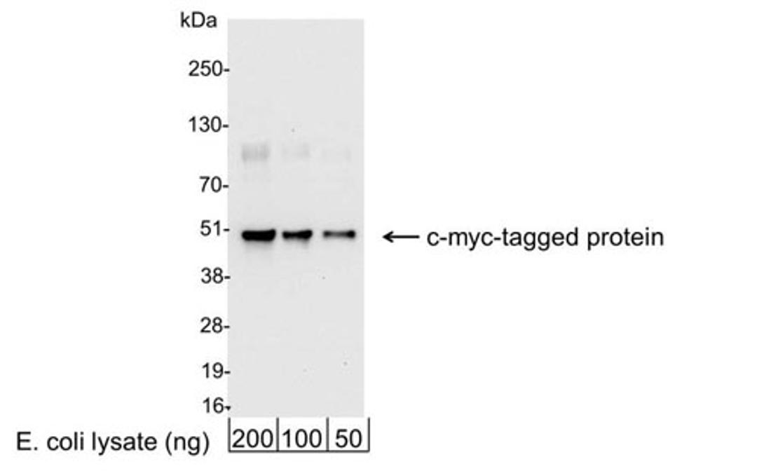 Detection of c-myc-tagged Protein by WB.