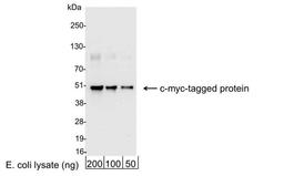 Detection of c-myc-tagged Protein by WB.