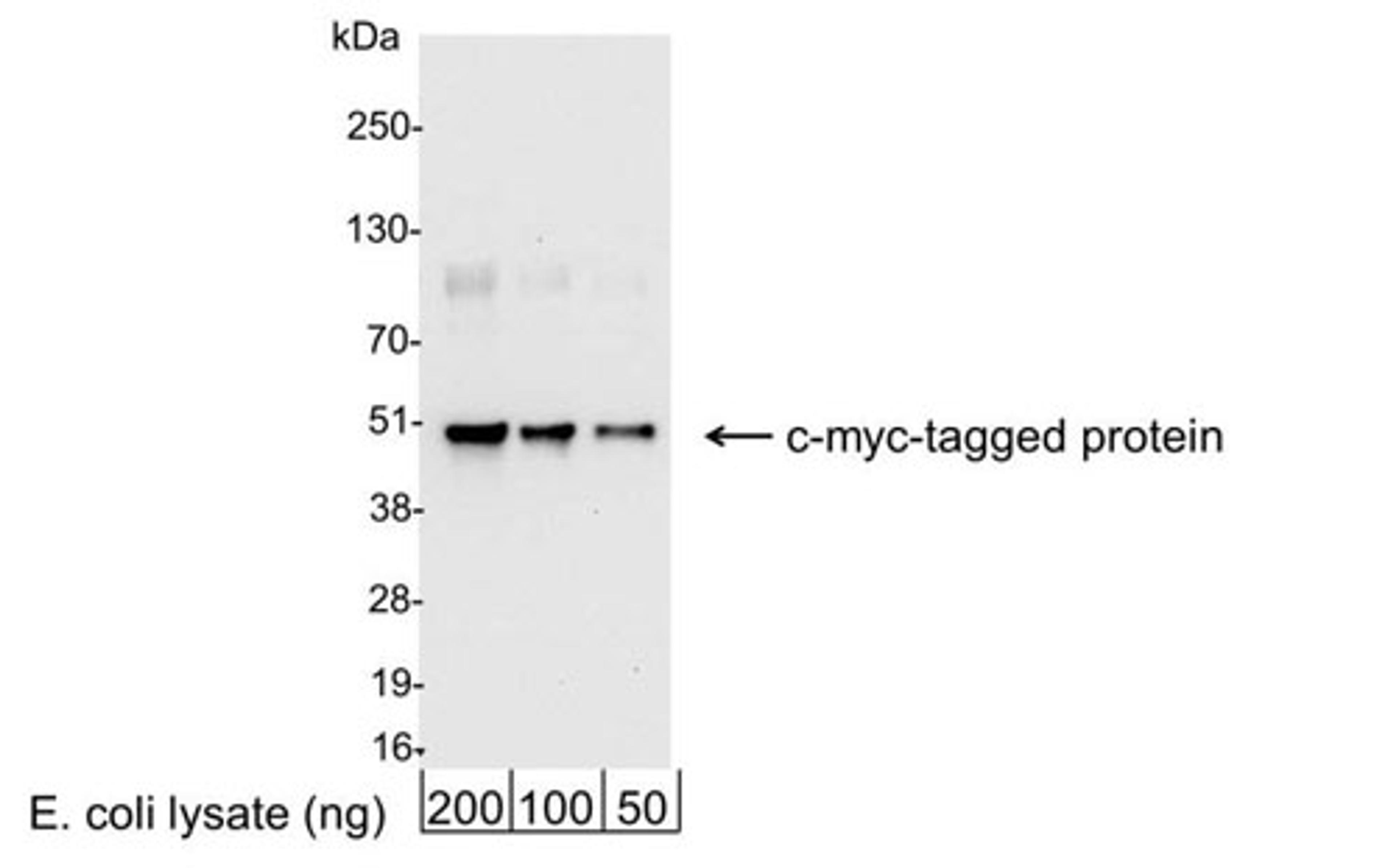 Detection of c-myc-tagged Protein by WB.